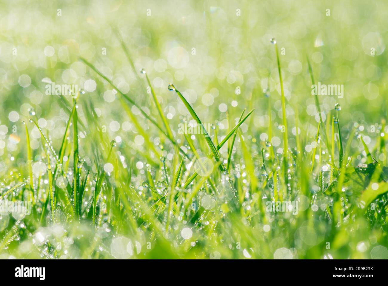 Frischen Rasen mit Tau und Regentropfen Stockfoto