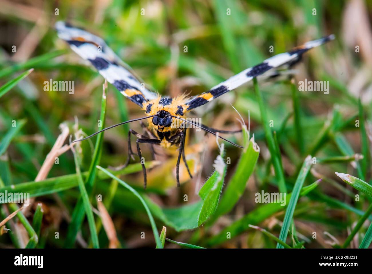 Abraxas Grossulariata Schmetterling fliegen über frischen grünen Rasen Stockfoto
