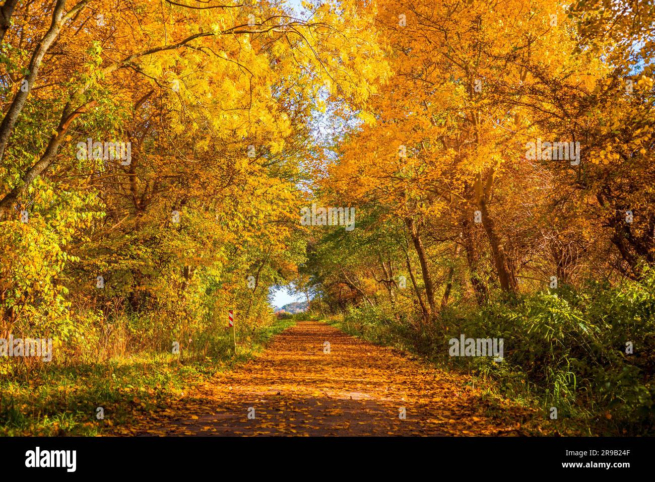 Herbst Baum durch einen Pfad an einem sonnigen Tag Stockfoto