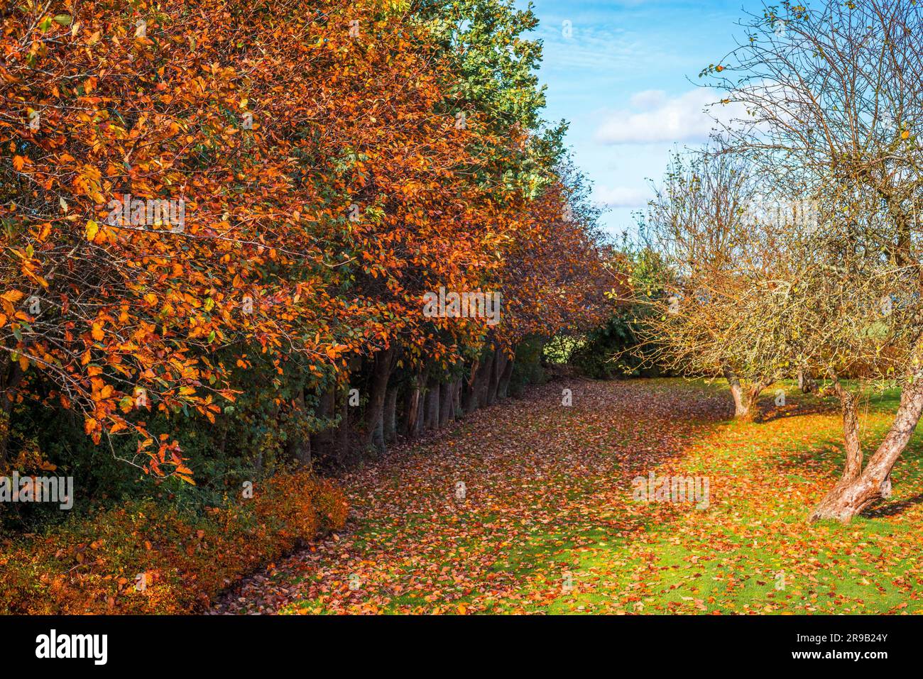 Bunte rote Bäume in einem Garten im Spätherbst Stockfoto