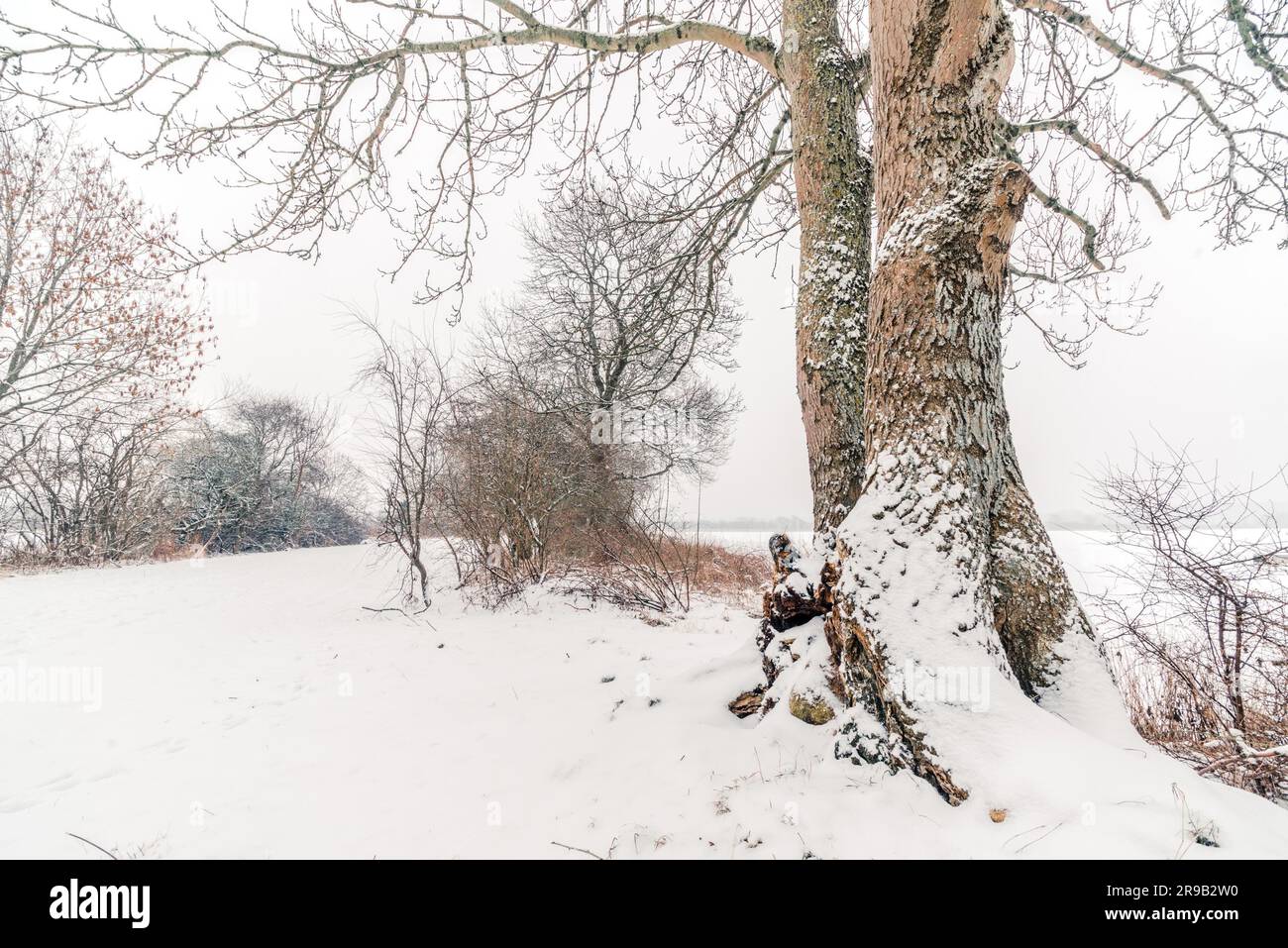 Großen Baum auf der Straße im Schnee im winter Stockfoto