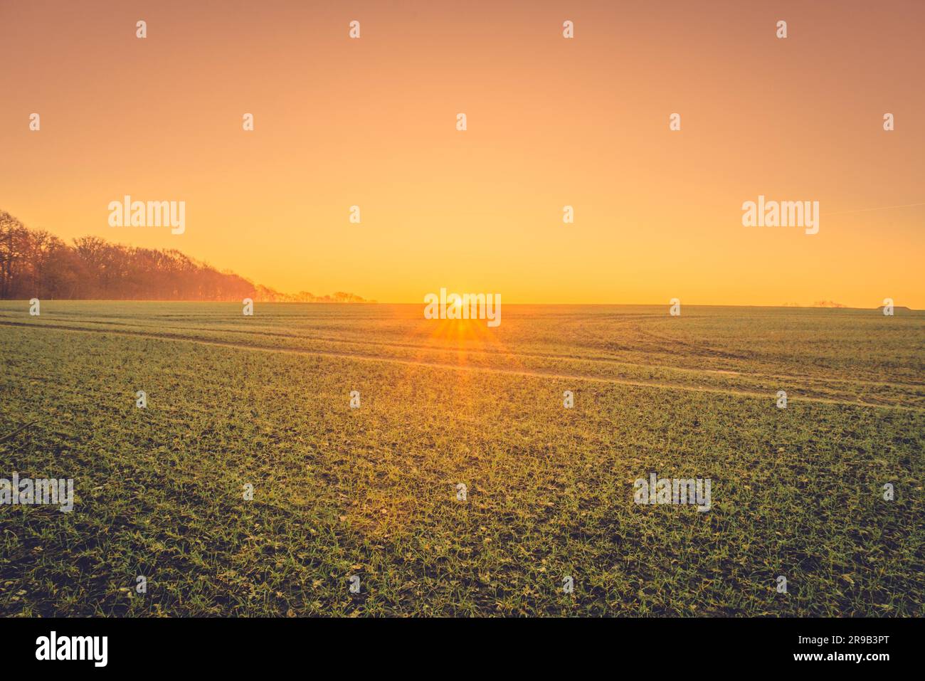 Feld mit Pflanzen in der Landschaft bei Sonnenaufgang Stockfoto