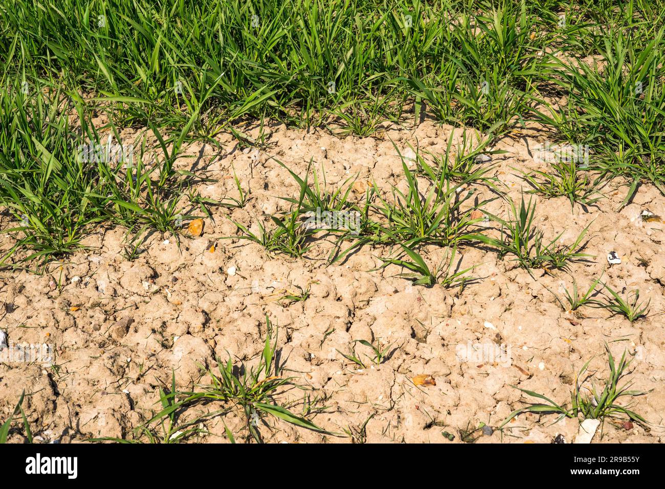 Grüne Pflanzen auf trockenen Böden im Sommer Stockfoto