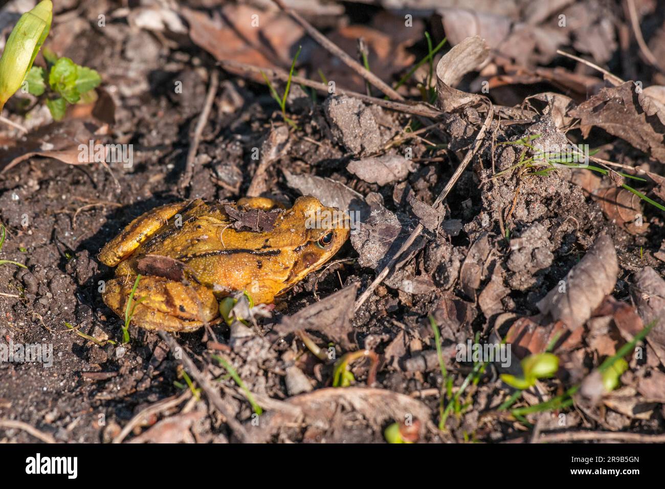 Frosch (Rana temporaria) in orangefarbener Farbe auf dem Boden Stockfoto