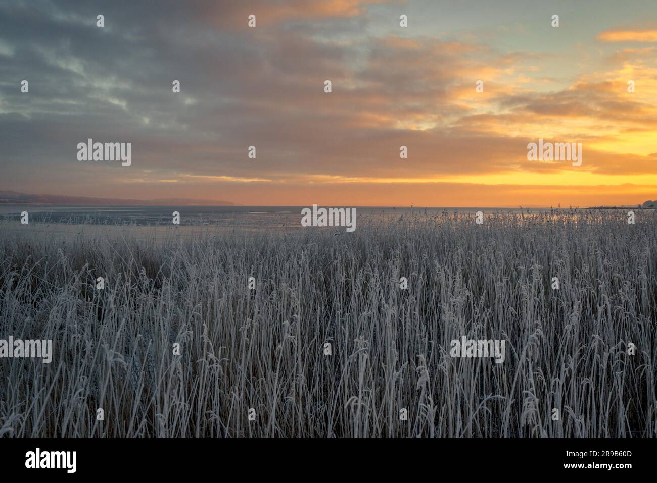 Gräser mit Frost in den Sonnenaufgang am Meer Stockfoto
