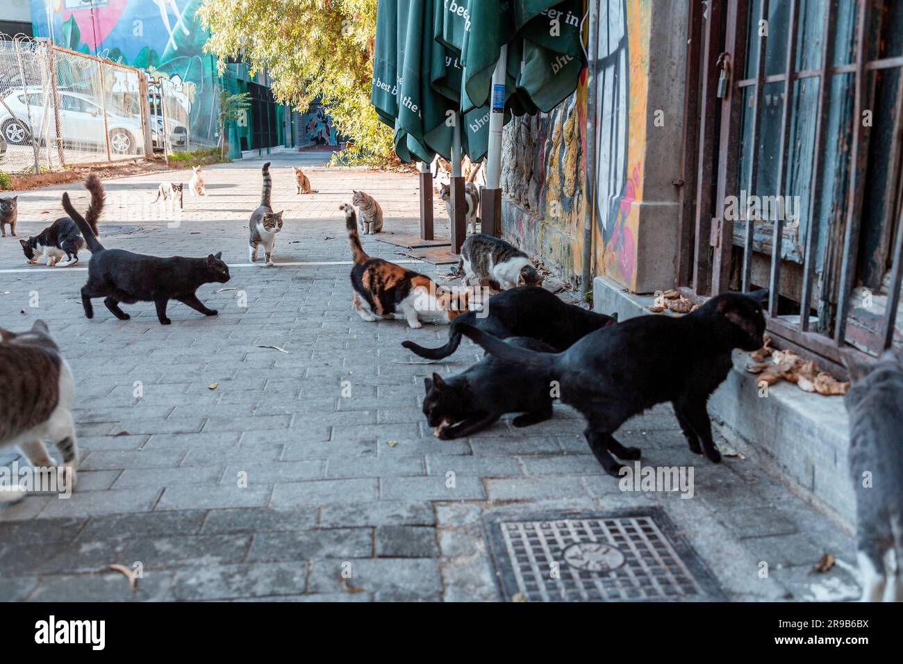 Athen, Griechenland - 25. November 2021: Streunende Katzen werden von den Einheimischen auf der Straße in Athen, Griechenland, gefüttert. Stockfoto