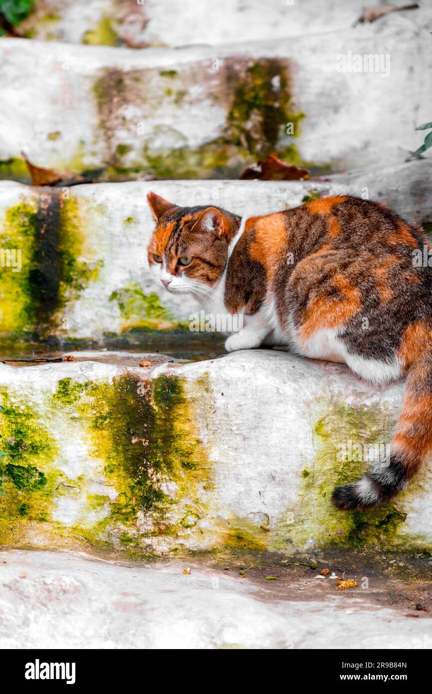 Streunende Katze sitzt auf den Stufen im Stadtteil Anafiotika in Athen, Griechenland. Stockfoto