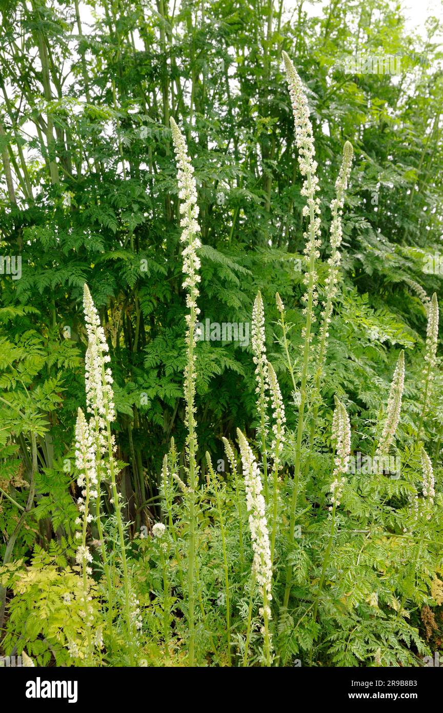 Weiße Mignonette (Reseda alba), Familie Reseda (Resedaceae) Stockfoto