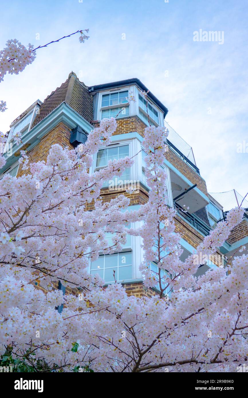 Cherry Blossom in der Royal Albert Hall London Stockfoto