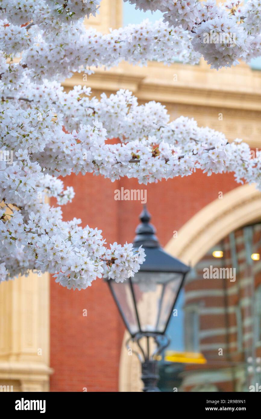 Cherry Blossom in der Royal Albert Hall London Stockfoto
