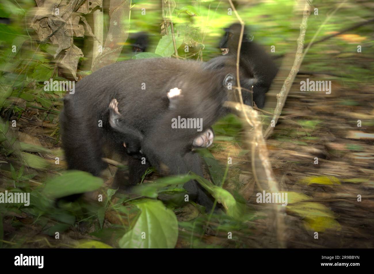 Ein makakes Weibchen (Macaca nigra) trägt einen Nachwuchs, während er sich auf dem Waldboden im Naturschutzgebiet Tangkoko, North Sulawesi, Indonesien, bewegt. Der Klimawandel kann die Lebensraumtauglichkeit von Primaten verringern, was sie zwingen könnte, aus sicheren Lebensräumen auszuwandern und mehr potenzielle Konflikte mit Menschen zu haben, sagen Wissenschaftler. Macaca Nigra Project, eine Organisation, die sich auf die Erforschung und Erhaltung von Crested Macaque konzentriert, sagt voraus, dass dieser endemische Primat im Jahr 2050 aussterben wird. Stockfoto