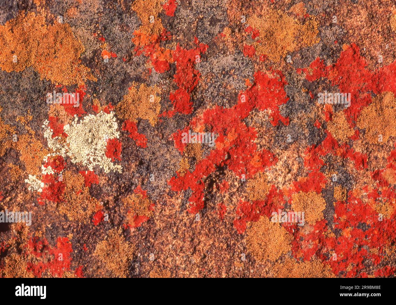 Flechten im Tal der Einöde im Ostkap von Südafrika - ein geologisches Phänomen mit einer steilen Felswand. Stockfoto