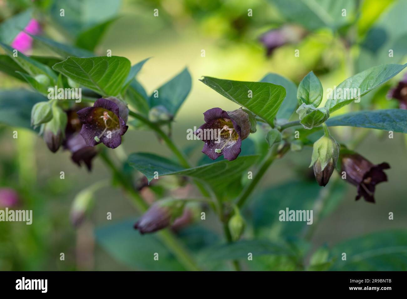 Tödlicher Nachtschatten, Belladonna (Atropa belladonna) Stockfoto