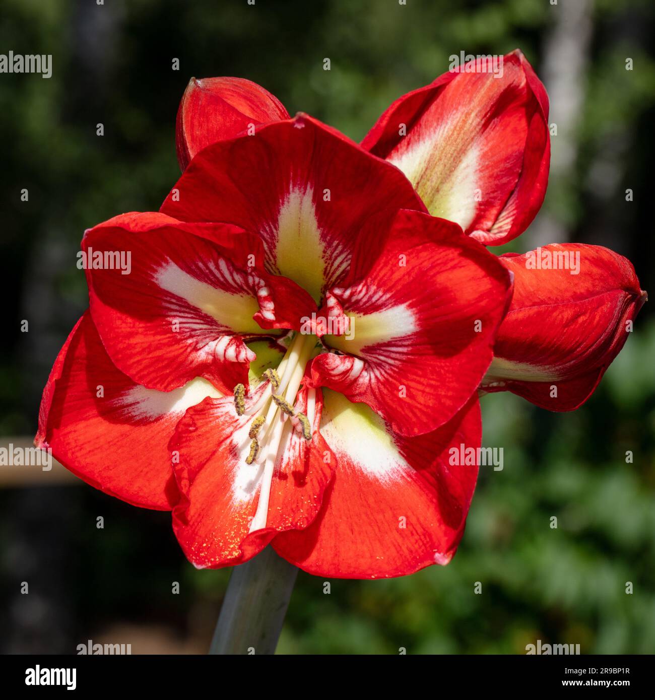 „Design“ Hippeastrum, Amaryllis (Hippeastrum x Hortorum) Stockfoto