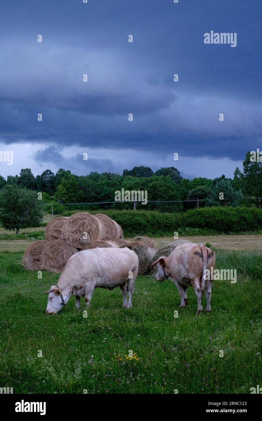 Zwei Milchkühe auf dem Ackerland weiden unter dem bedrohlichen dunklen Gewitter supercell Wolken im Kreis zala ungarn Stockfoto