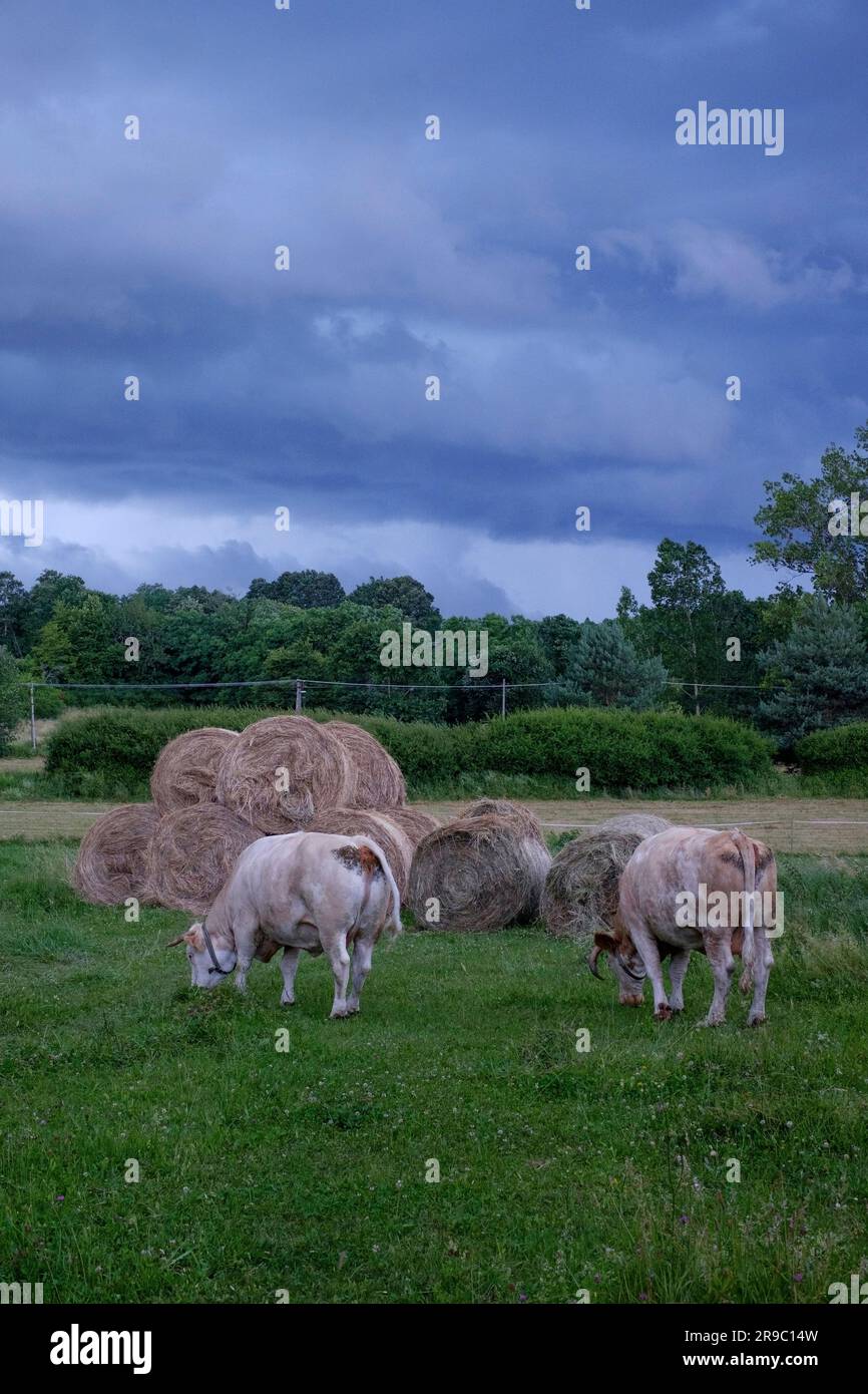 Zwei Milchkühe auf dem Ackerland weiden unter dem bedrohlichen dunklen Gewitter supercell Wolken im Kreis zala ungarn Stockfoto