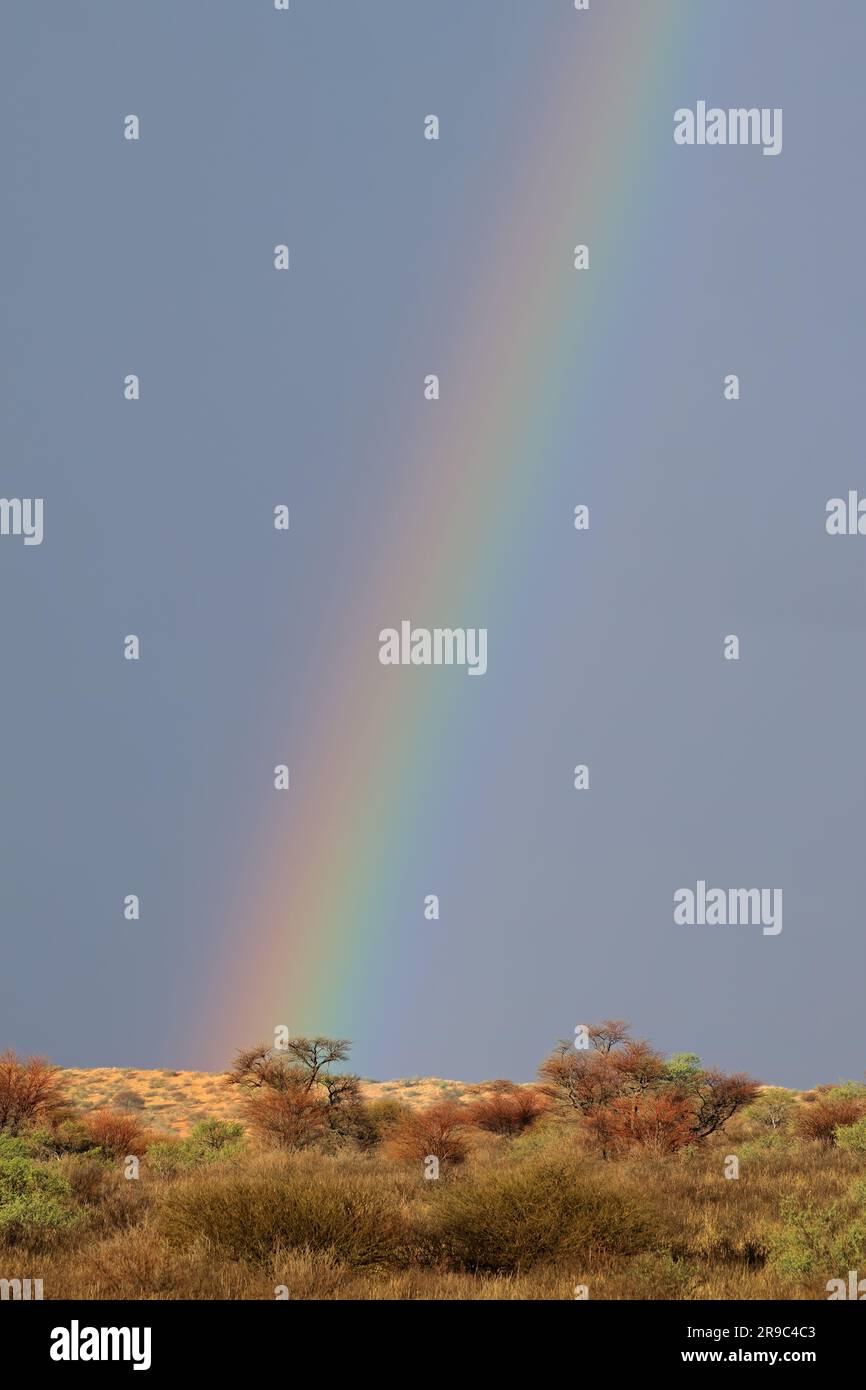 Wüstenlandschaft mit einem bunten Regenbogen in Gewitterhimmel, Kalahari-Wüste, Südafrika Stockfoto