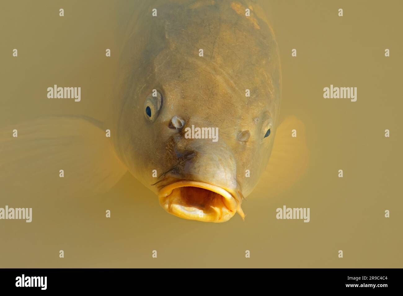 Porträt eines Karpfens (Cyprinus carpio), der in einem Süßwasserteich schwimmt Stockfoto