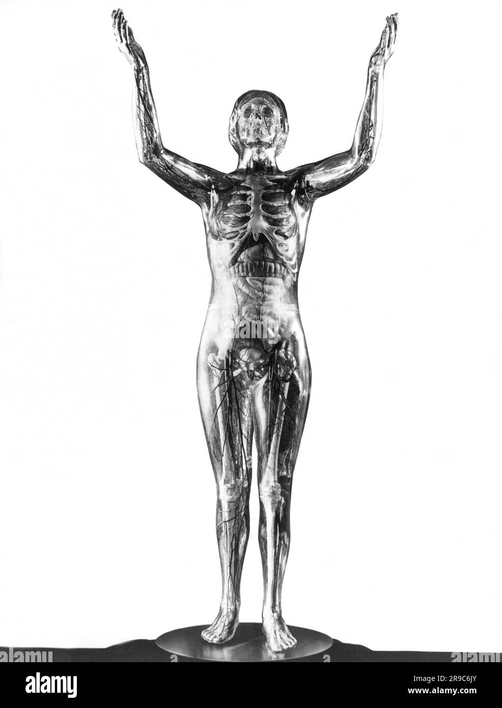 Buffalo, New York: 16. April 1934 Eine Ausstellung namens „The Transparent Woman“ im Buffalo Museum of Science. Stockfoto