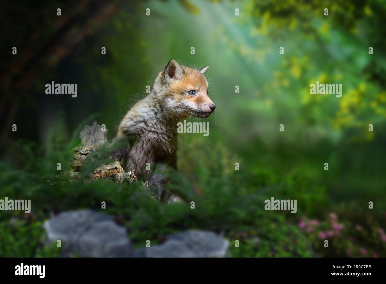 Rotfuchs, Vulpes vulpes, kleines junges Junges im Wald auf einem Hügel. Süße kleine wilde Raubtiere in natürlicher Umgebung. Wildtiere aus der Natur Stockfoto