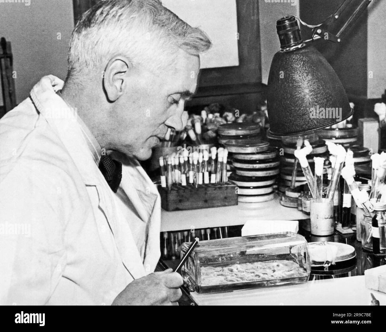 London, England: 24. Dezember 1943 Professor Alexander Fleming untersucht Penicillinkulturen in seinem Labor in St. Marys Krankenhaus. Er entdeckte 1928 Penicillin, und es wird bald in Massenproduktion für zivile und militärische Zwecke produziert. Stockfoto
