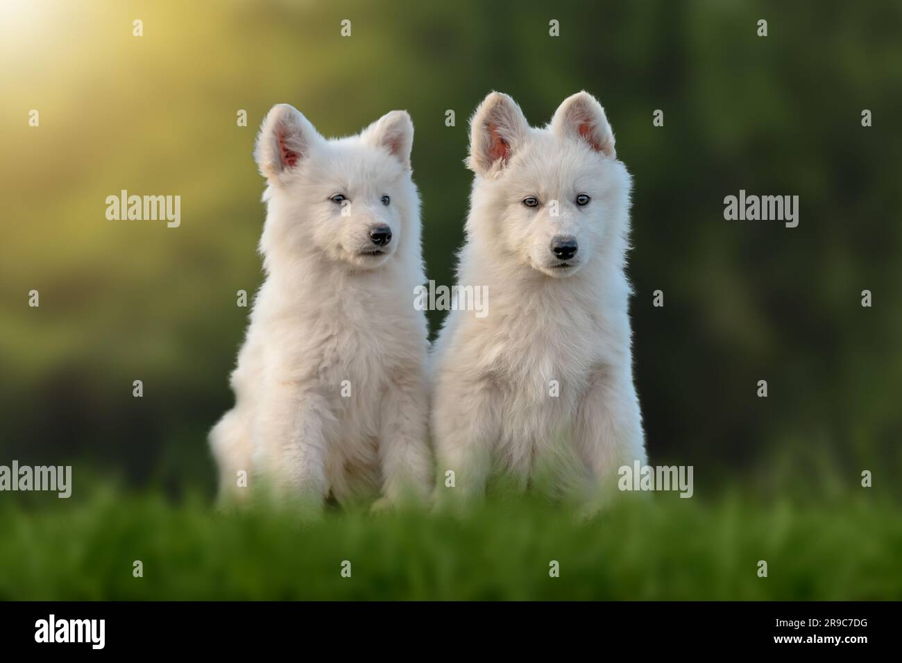 Zwei Hündchen witzig niedliche weiße Schweizer Schäferhunde Porträt auf der Wiese Stockfoto