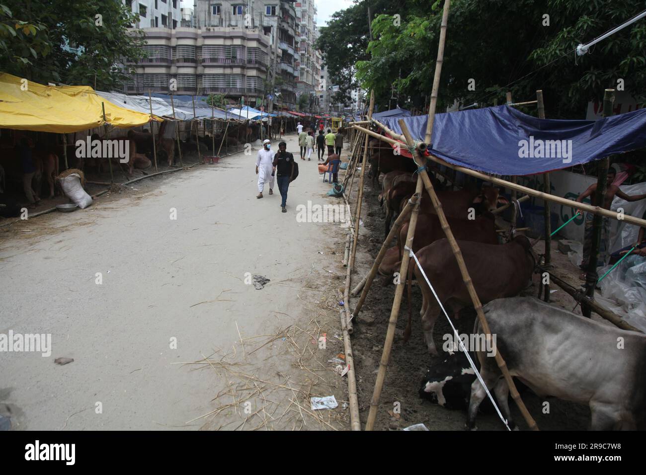 Dhaka Bangladesch 25.06.23, trotz des Verbots der Stadtgesellschaft, die Qorbani-Hütte sitzt auf der Straße, dieses Foto wurde aufgenommen dhaka meradia Viehmarkt Stockfoto