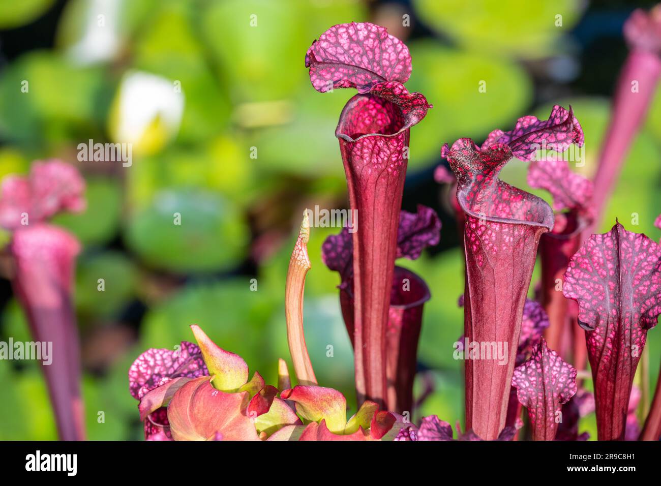 Im State Botanical Garden of Georgia erwarten euch wunderschöne Sarracenia „Daina's Delight“-Pitcher-Pflanzen, bei denen es sich um komplexe hybride fleischfressende Pflanzen handelt. (USA) Stockfoto