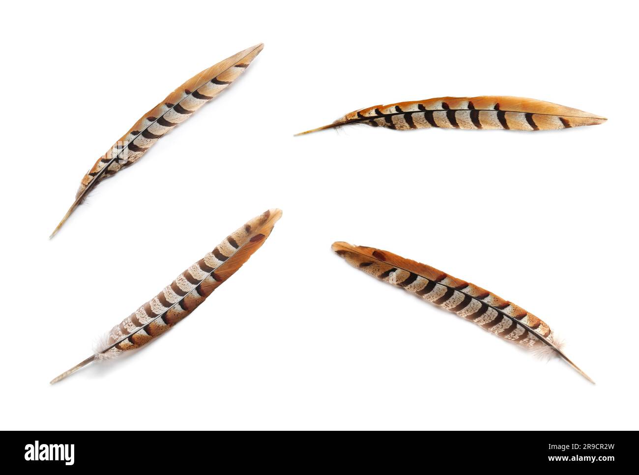 Set mit wunderschönen Federn auf weißem Hintergrund, verschiedene Seiten Stockfoto