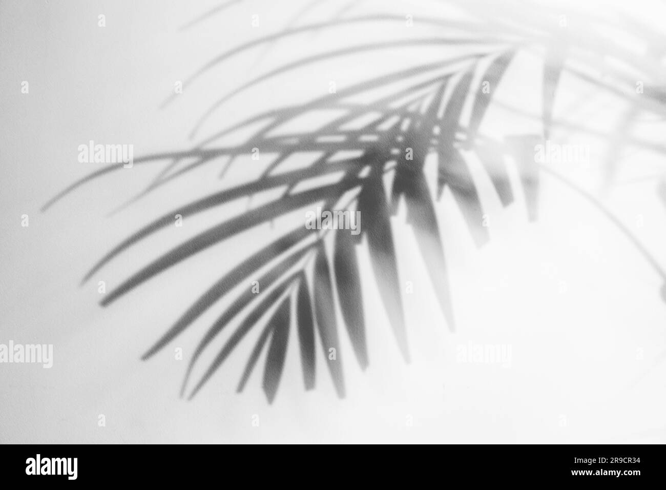Schatten tropischer Pflanzenzweige auf hellem Hintergrund Stockfoto