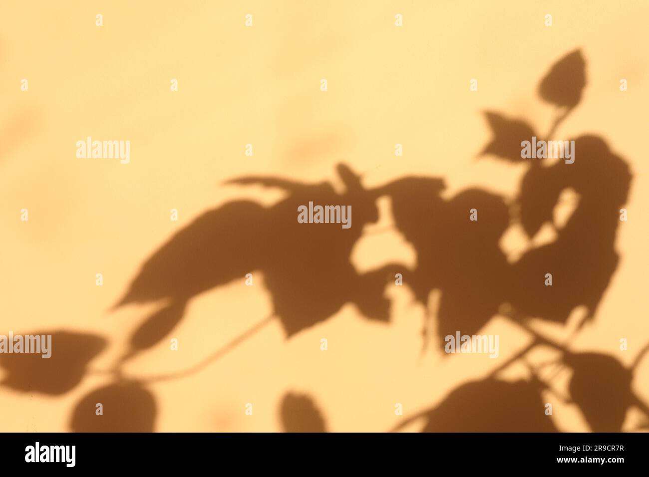 Schatten von Pflanzenblättern auf beigefarbenem Hintergrund Stockfoto