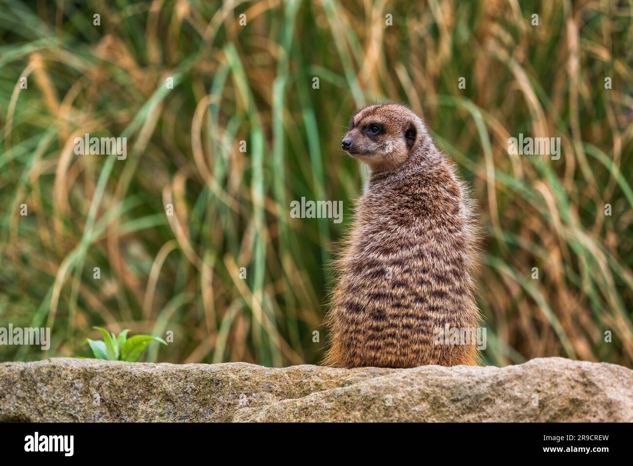 Meerkat (Suricata suricatta) Wachposten, suricate Wachposten am Boden, kleiner Mungo in der Familie Herpestidae, Region: Südafrika. Stockfoto