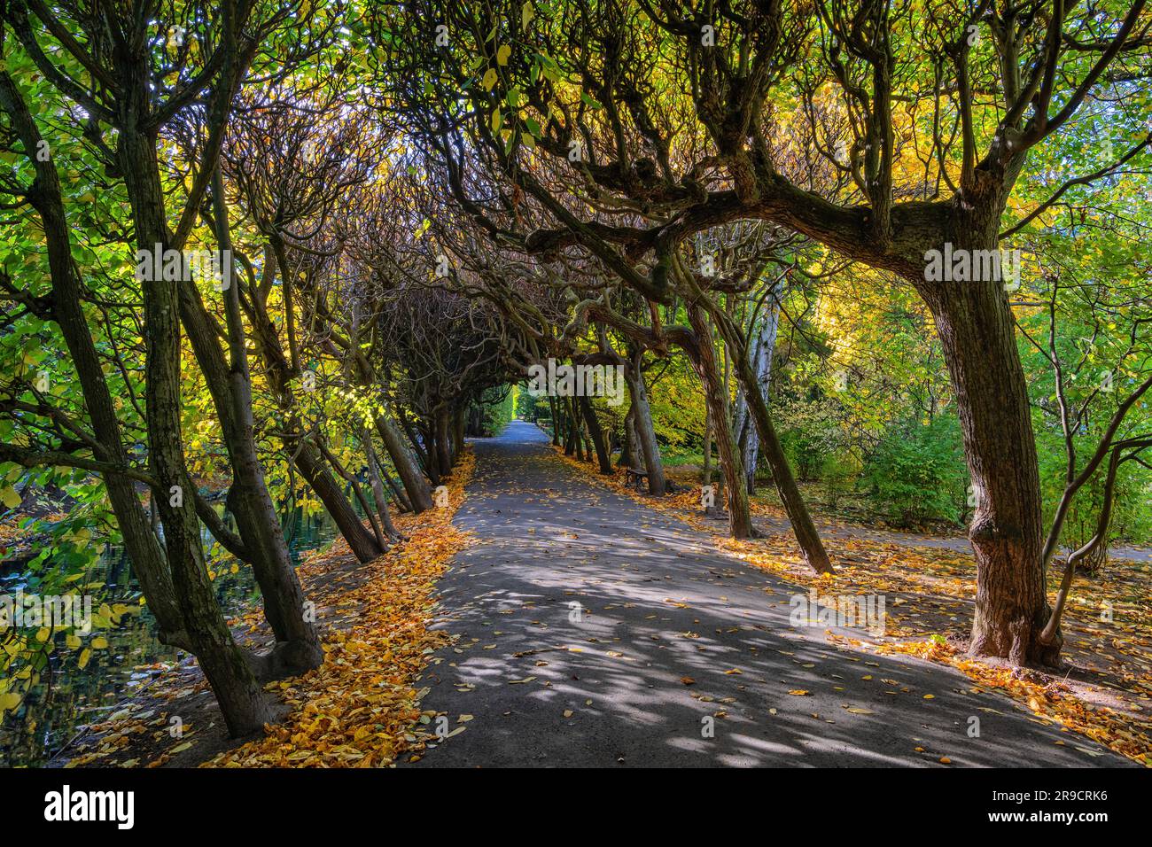 Baumtunnel im Oliwa-Park (Oliwski) in Danzig in Polen. Herbstgasse mit Buchenbäumen, die einen natürlichen Torbogen bilden. Stockfoto