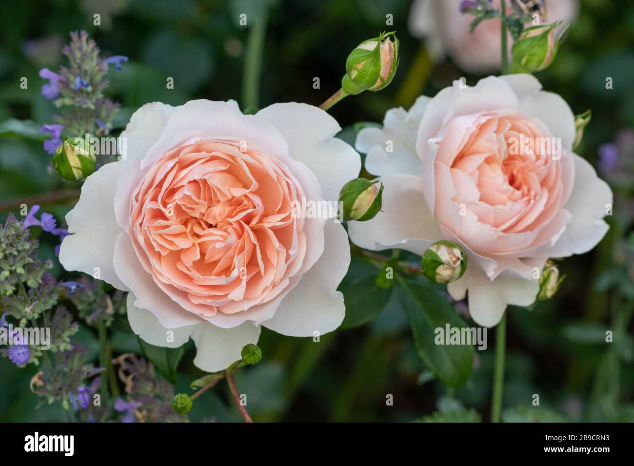 Aprikose, englische Rose, Wildeve-Makro Stockfoto