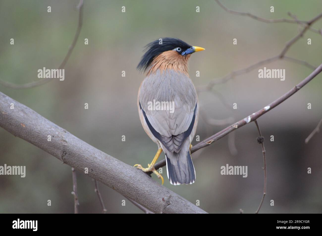 Sariska Tiger Reserve, Sultanpur Vogelschutzgebiet Stockfoto