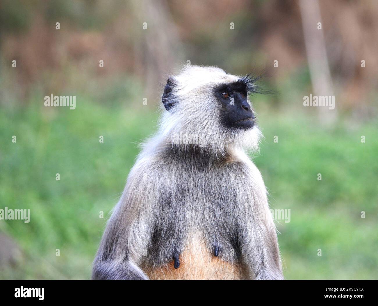 Sariska Tiger Reserve, Sultanpur Vogelschutzgebiet Stockfoto