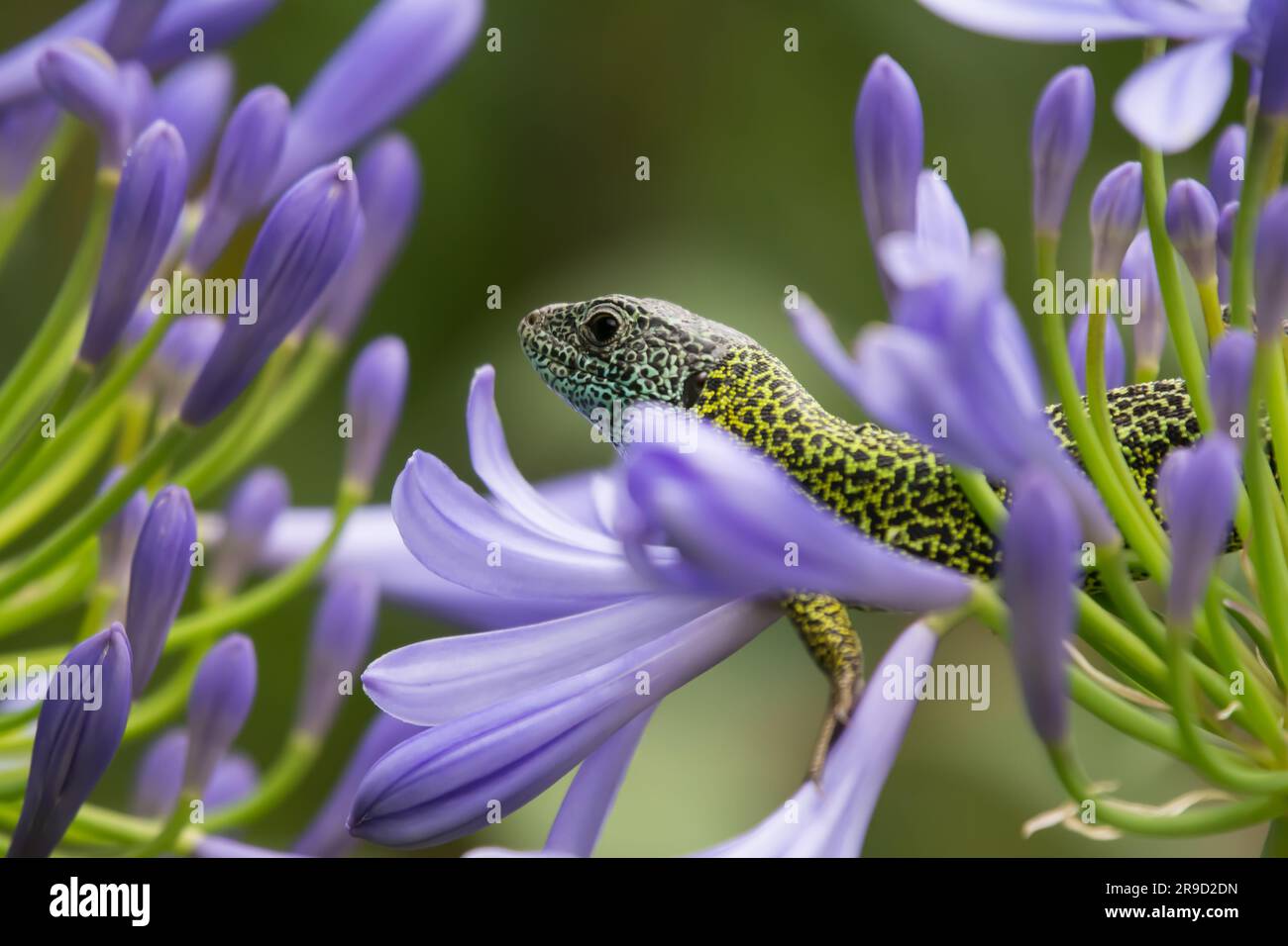 Lagarto de Água Stockfoto