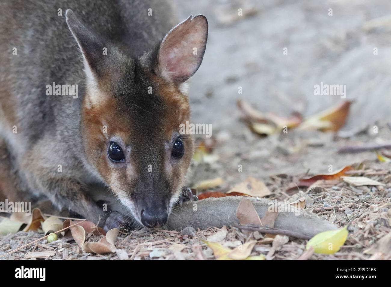 Bilder von Cairns und seiner Tierwelt und Tierschutzgebieten - Australien Stockfoto