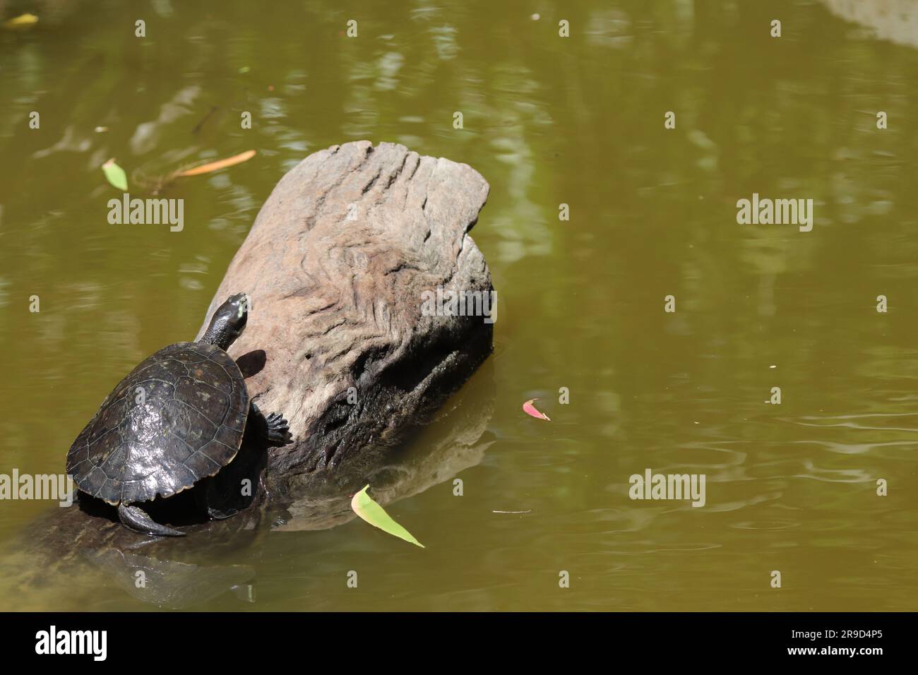 Bilder von Cairns und seiner Tierwelt und Tierschutzgebieten - Australien Stockfoto