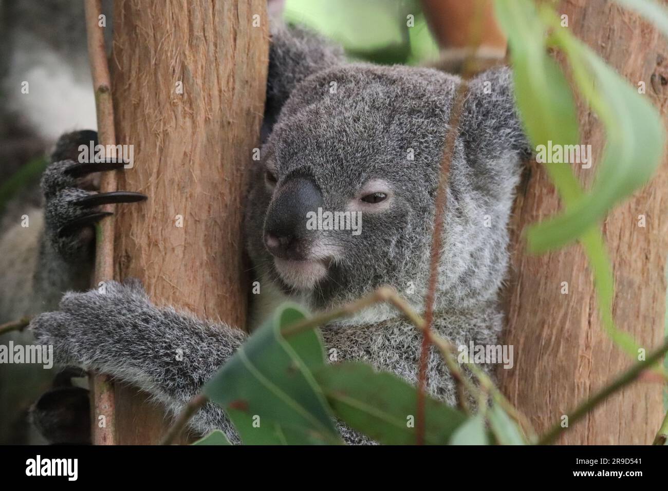 Bilder von Cairns und seiner Tierwelt und Tierschutzgebieten - Australien Stockfoto