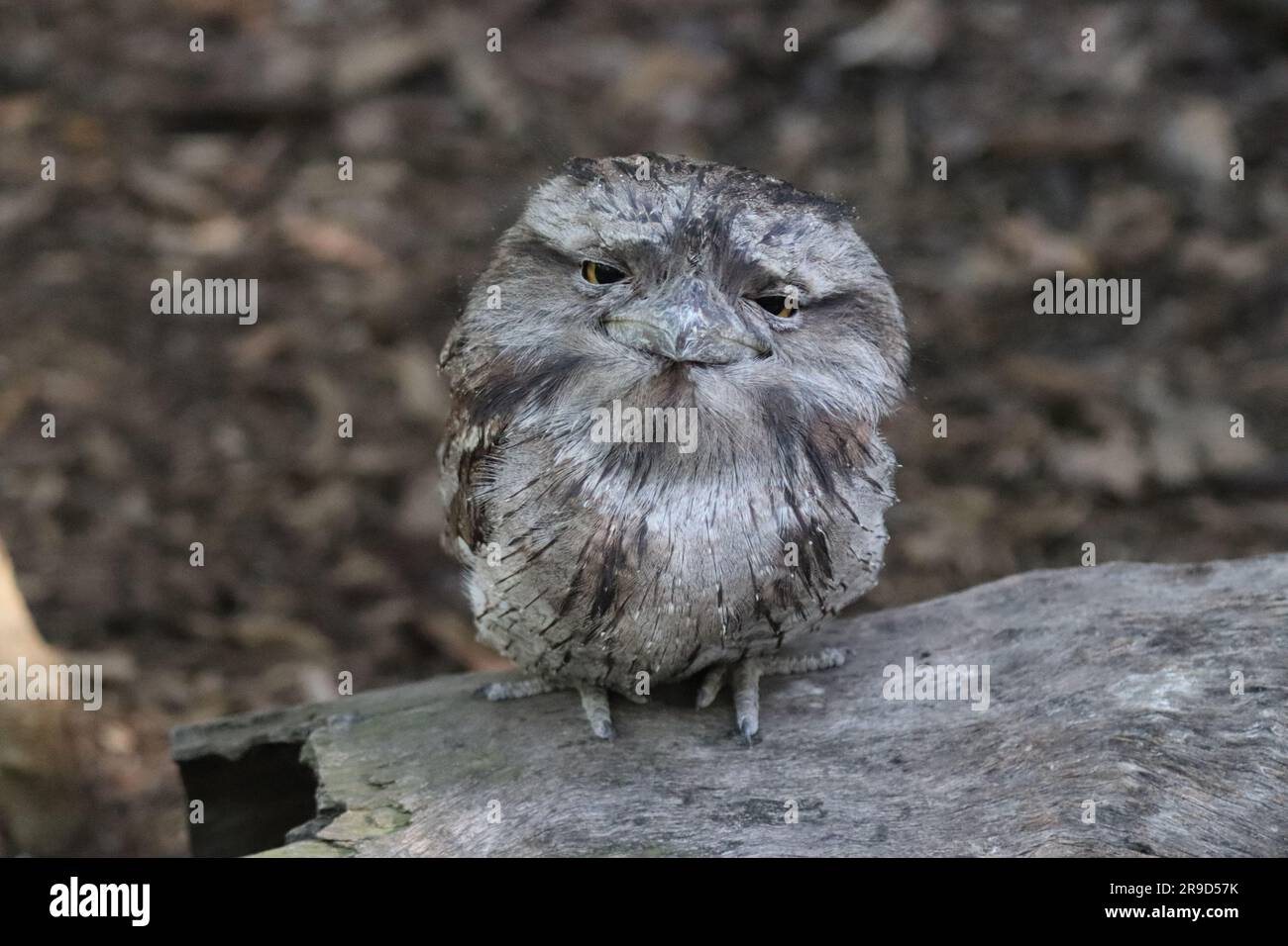 Bilder von Cairns und seiner Tierwelt und Tierschutzgebieten - Australien Stockfoto