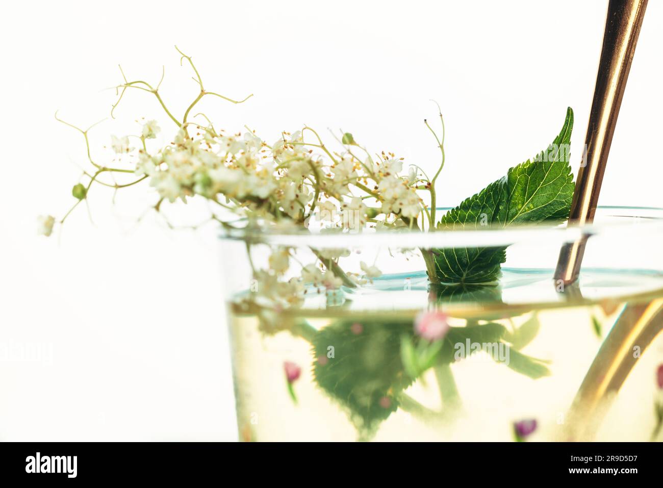 Zwerg-Holunderbeersaft, Holunderbeersirup in einem Glasbecher mit Blüten und Haufen Holunderbeeren und Holunderblättern, frischer Sommercocktail Stockfoto