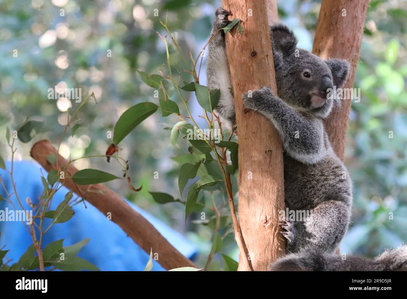 Bilder von Cairns und seiner Tierwelt und Tierschutzgebieten - Australien Stockfoto