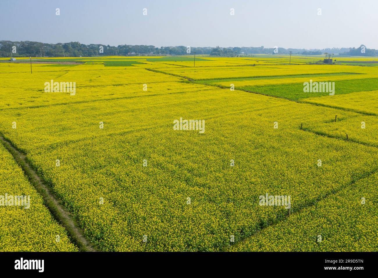 Luftaufnahme eines Senffeldes bei Singair in Manikiganj, Bangladesch. Stockfoto