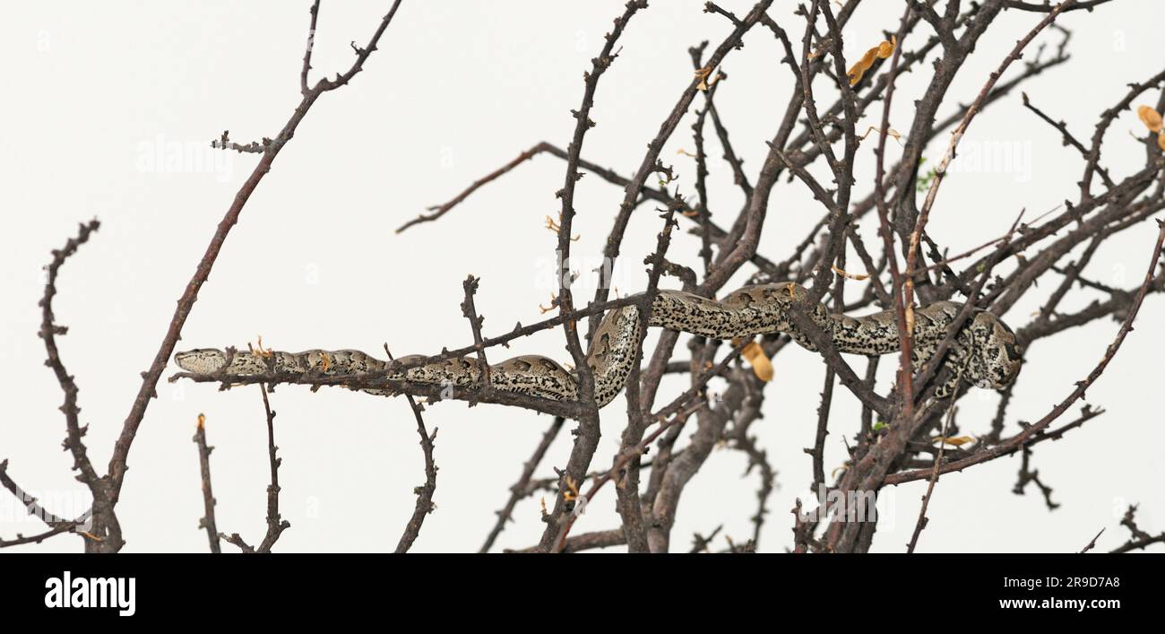 Ball Python (Python regius) im Baum, Onguma Safari Camp, in der Nähe des Etosha Nationalparks, Kunene Region, Namibia Stockfoto