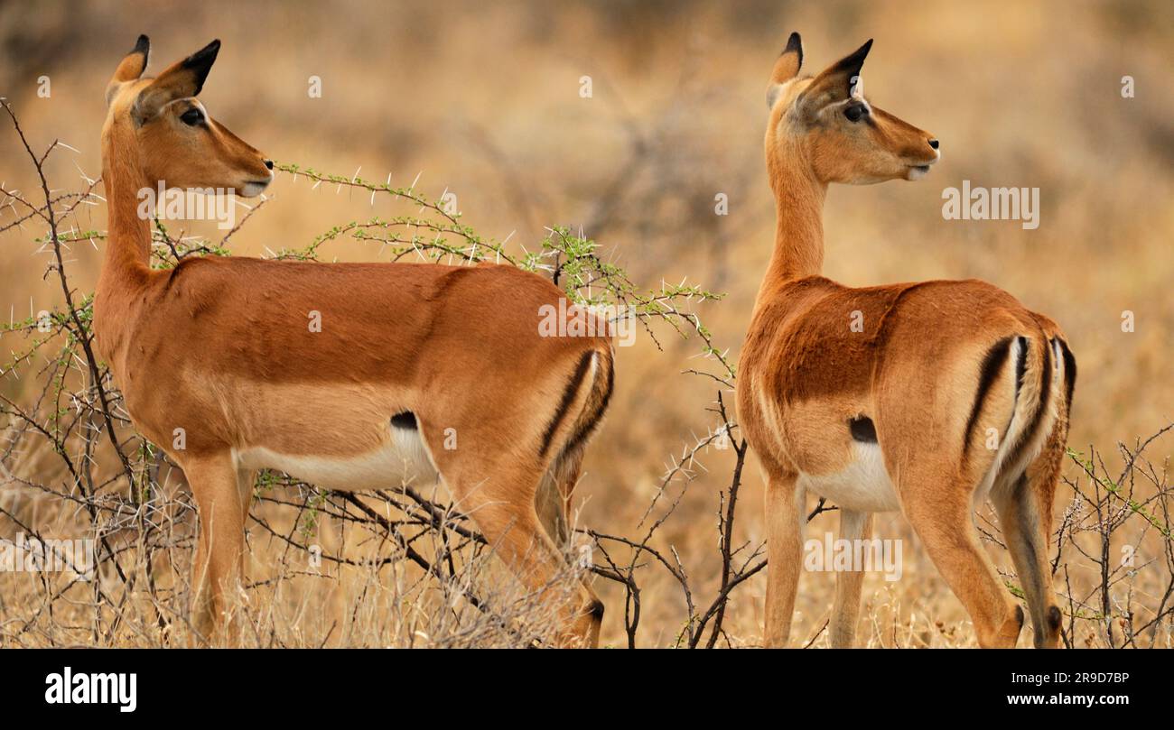 Impala (Aepyceros melampus), Onguma Safari Camp, in der Nähe des Etosha Nationalparks, Kunene Region, Namibia Stockfoto