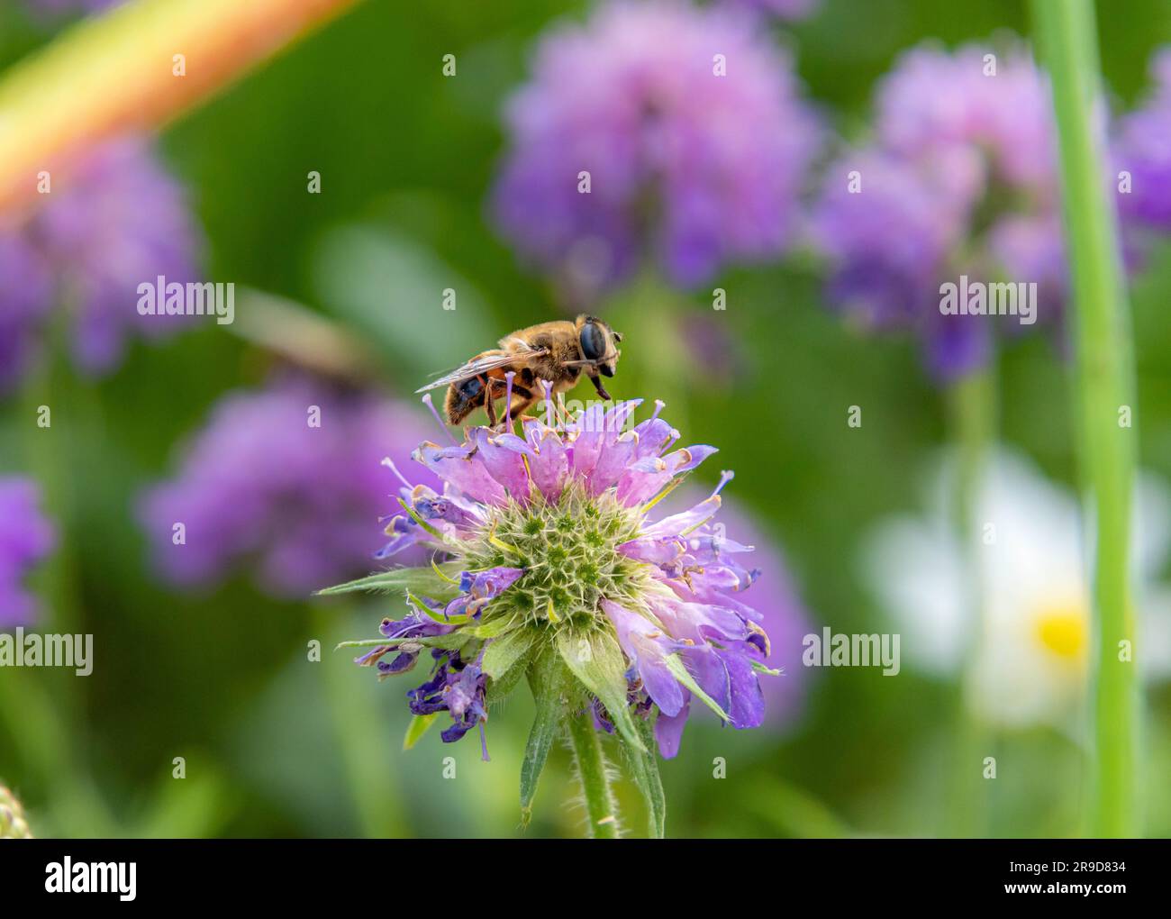 Makro einer Biene, die auf der Scabiosa-Blüte auf einer Bergwiese mit verschwommenem Bokeh-Hintergrund sitzt Stockfoto