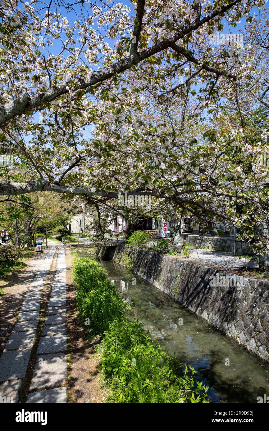 Der Philosophen-Pfad in Kyoto Japan, malerischer Spaziergang April 2023, Japan, Asien Stockfoto