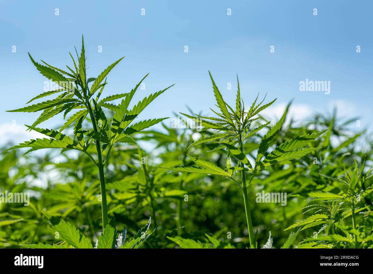 Wunderschönes Hanfblatt auf einem Marihuana-Feld unter dem blauen Himmel mit Sonne und Wolken für die Legalisierung von medizinischen Cannabisprodukten cbd thc illegales Drogenbein Stockfoto