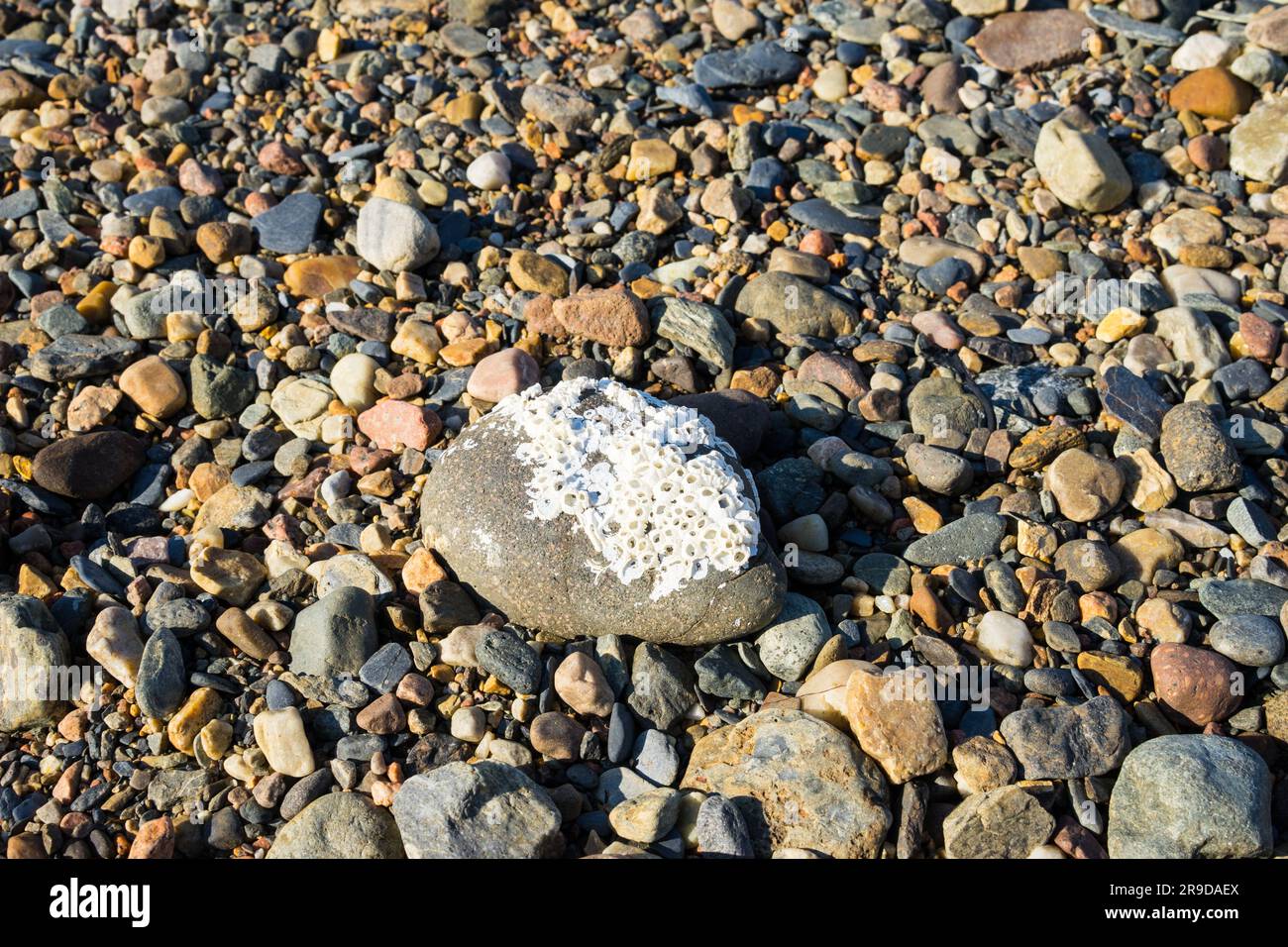 Eine Mischung aus Felsen und Kieselsteinen an einem schottischen Strand, Schottland, Großbritannien. Stockfoto